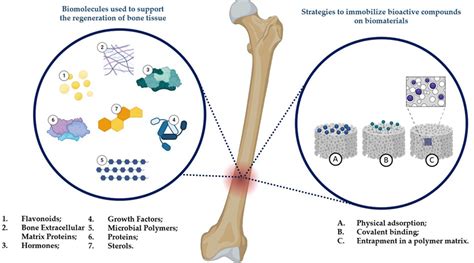  OSTEOCEMENT:  Biyolojik Uyumluluk ve Kemik Yenilenmesi İçin İleri Teknoloji Bir Malzeme!