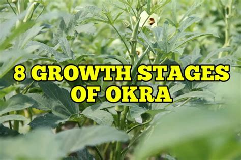 Okra Lifecycles & Industrial Applications: A Deep Dive Into Its Extraction and Uses!