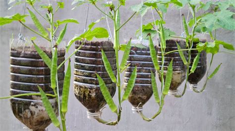  Okra Sürdürülebilir Biyolojik Plastik Üretiminde Değişim Oluşturacak mı?