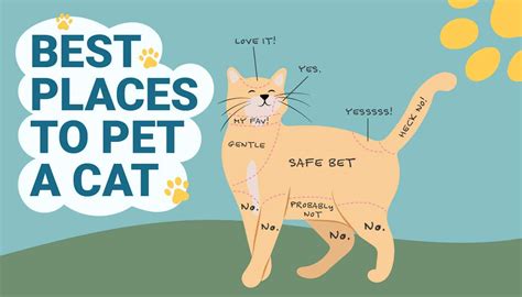 スカーフ メンズ：なぜ猫は時々哲学者のように見えるのか？