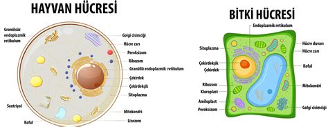 Vivarium Membrani: Uzay Çağındaki Biyolojik Koruyucu Kalkanlar ve Hücre Kültürü Devrimi!